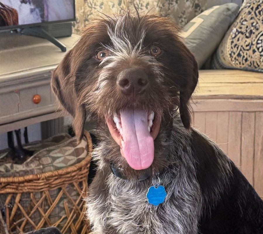 Bub Bub smiling with his tongue out