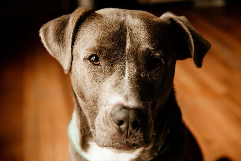closeup of a pit bull breed dog at home