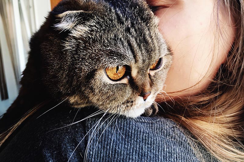closeup of a woman holding an orange-eyed cat