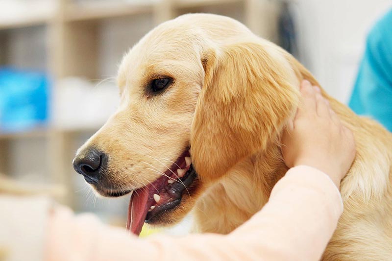 happy golden retriever dog being pet by owner while being examined by vet