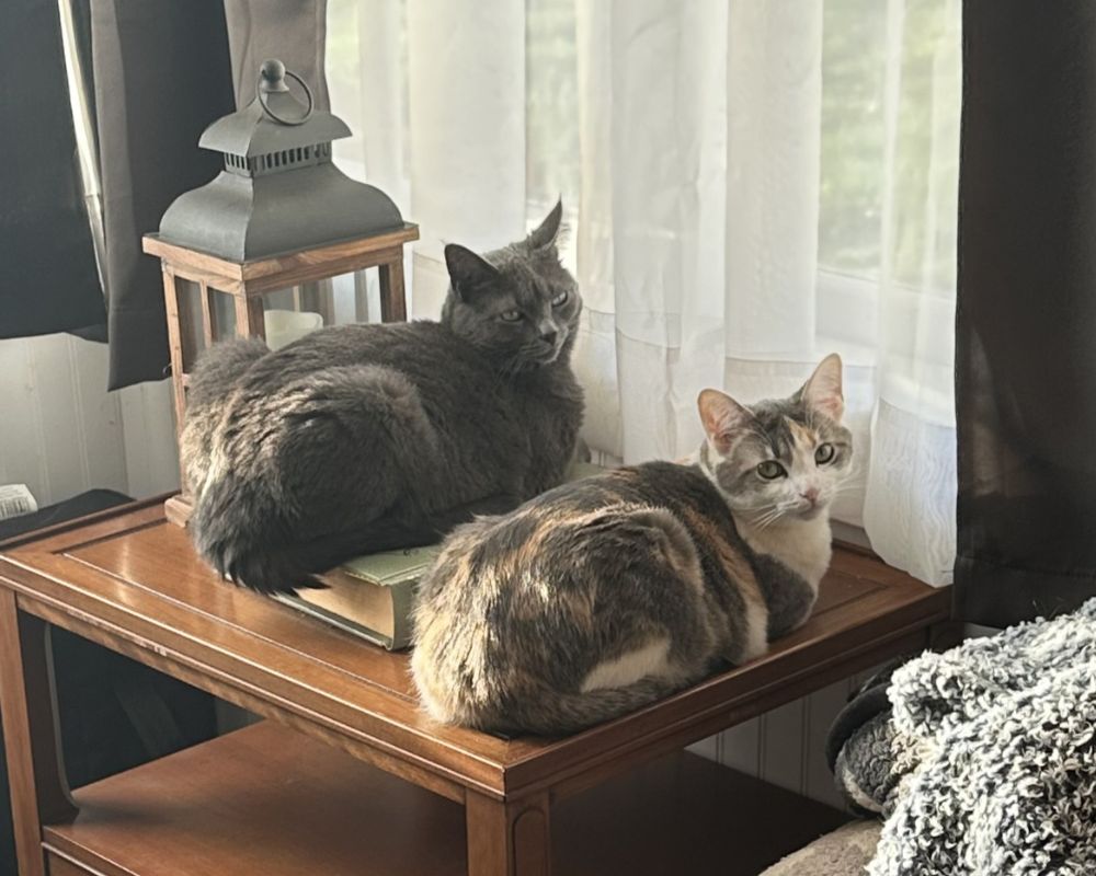 Two cats sitting by a window