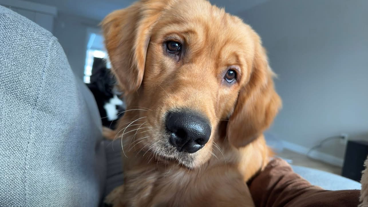 Kamp Close-up of a Golden Retriever puppy